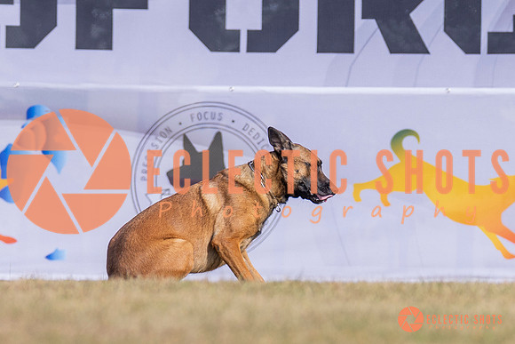 2025K9ForceCup-3909