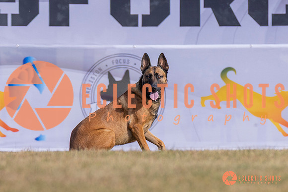 2025K9ForceCup-3914