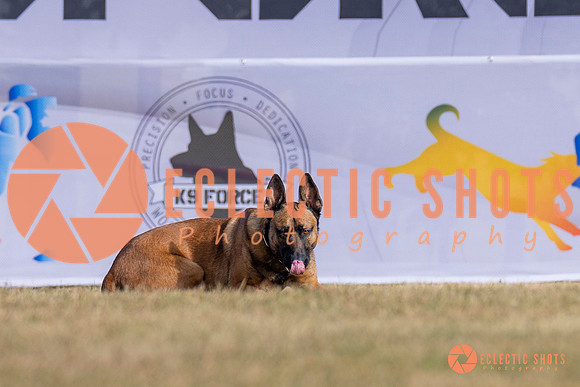 2025K9ForceCup-3923