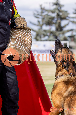 2025K9ForceCup-5448