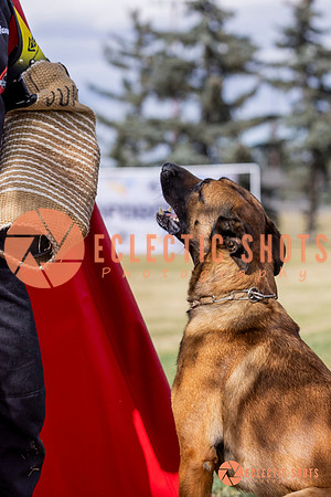 2025K9ForceCup-5489
