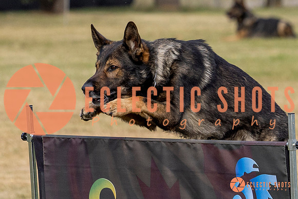 2025K9ForceCup-3613