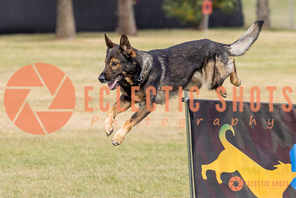 2025K9ForceCup-3618