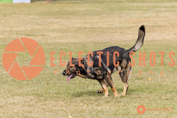 2025K9ForceCup-3625