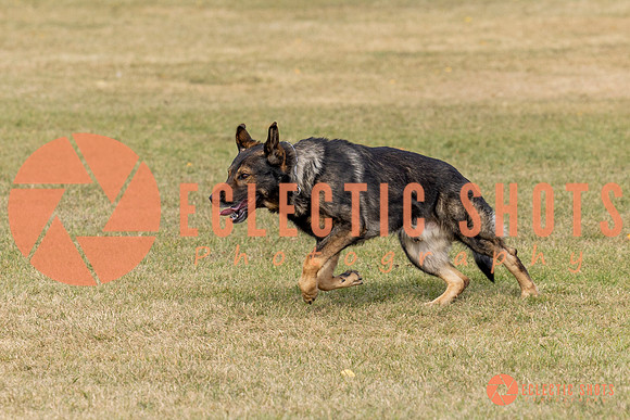 2025K9ForceCup-3627