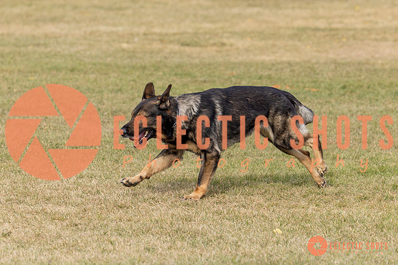 2025K9ForceCup-3629