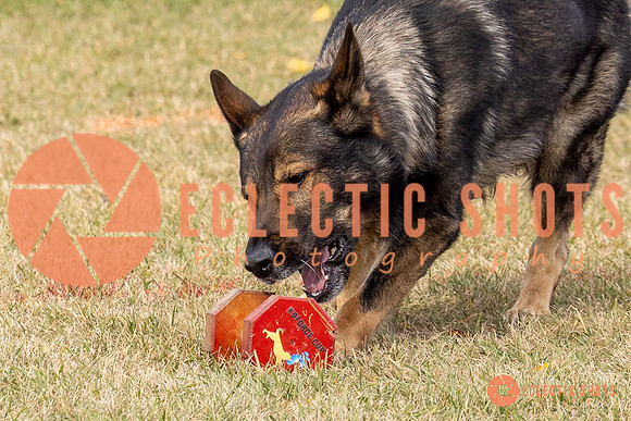 2025K9ForceCup-3651