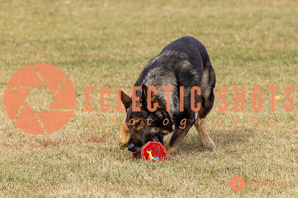 2025K9ForceCup-3653