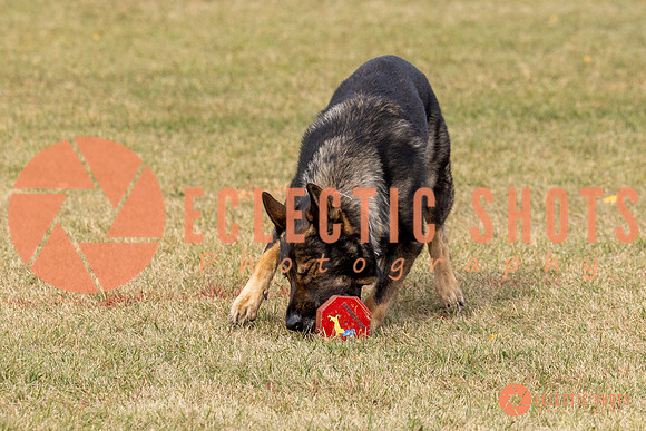 2025K9ForceCup-3654
