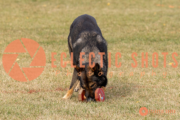 2025K9ForceCup-3658
