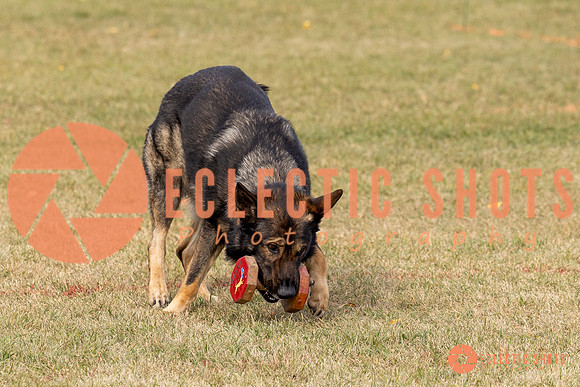 2025K9ForceCup-3660