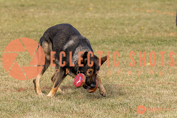 2025K9ForceCup-3661