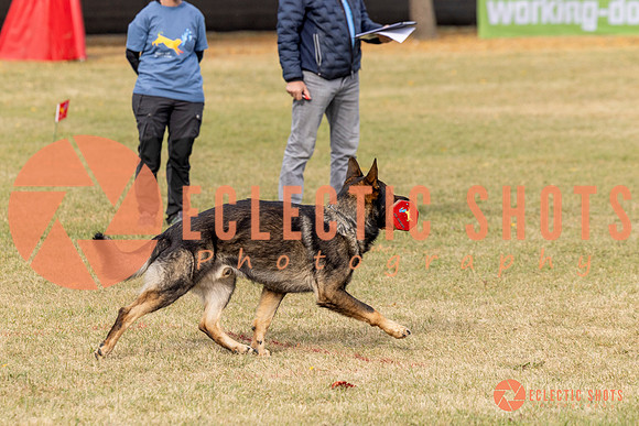 2025K9ForceCup-3671