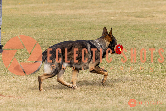2025K9ForceCup-3679