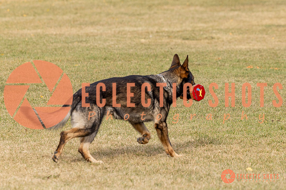 2025K9ForceCup-3681
