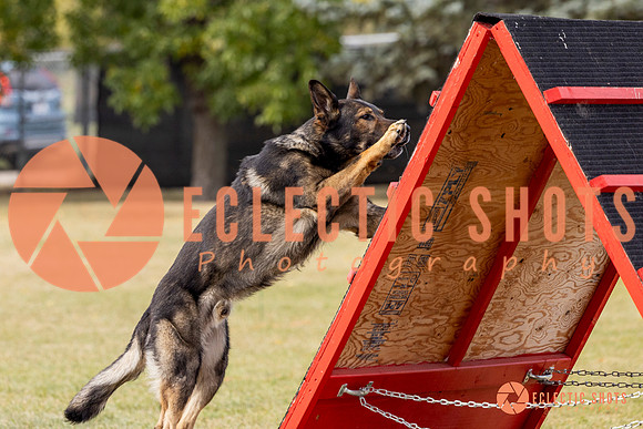 2025K9ForceCup-3749