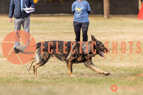 2025K9ForceCup-3792