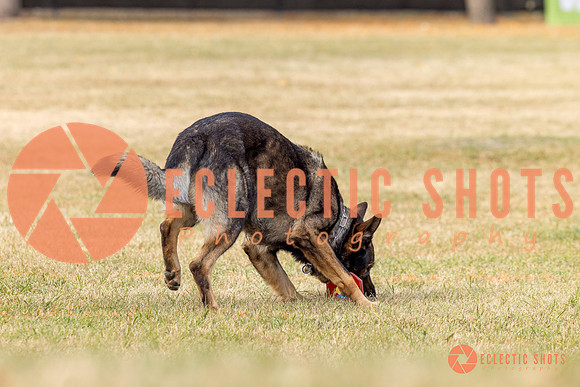 2025K9ForceCup-3814
