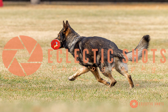 2025K9ForceCup-3827