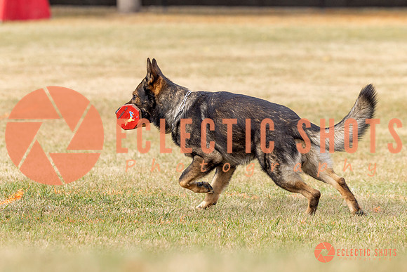 2025K9ForceCup-3829