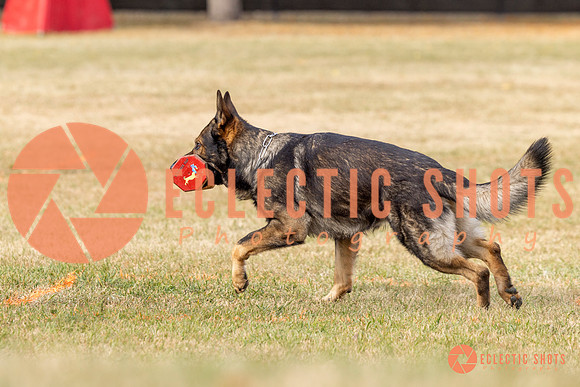 2025K9ForceCup-3830