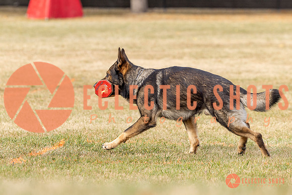 2025K9ForceCup-3831