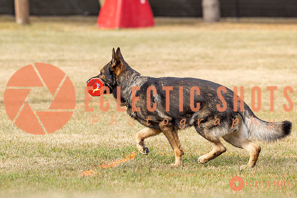 2025K9ForceCup-3835