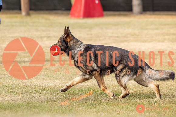 2025K9ForceCup-3836