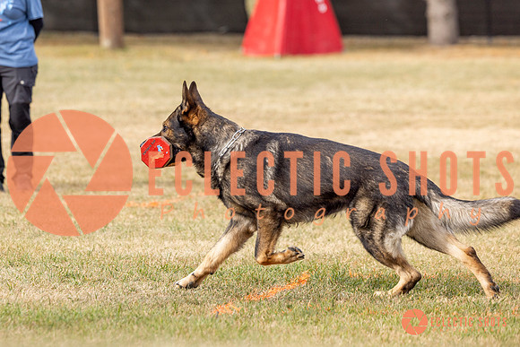 2025K9ForceCup-3837