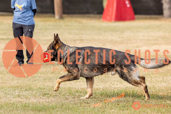 2025K9ForceCup-3839