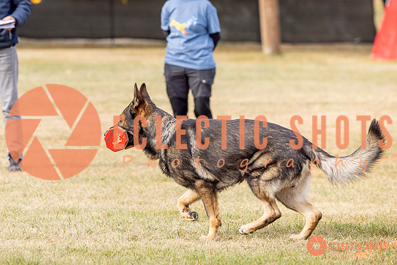 2025K9ForceCup-3843