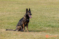 2025K9ForceCup-3555