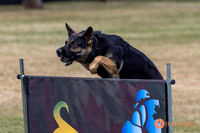 2025K9ForceCup-4672