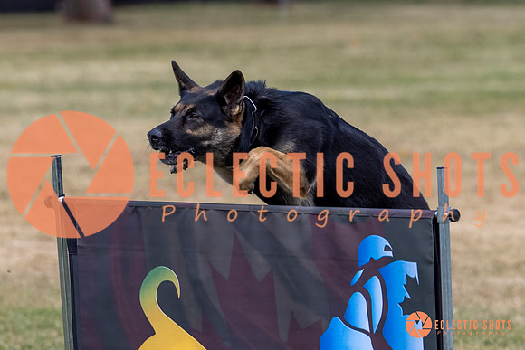 2025K9ForceCup-4672