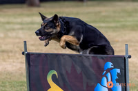 2025K9ForceCup-4673