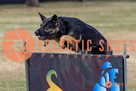 2025K9ForceCup-4673