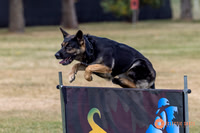 2025K9ForceCup-4674