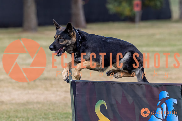 2025K9ForceCup-4675