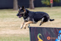 2025K9ForceCup-4676