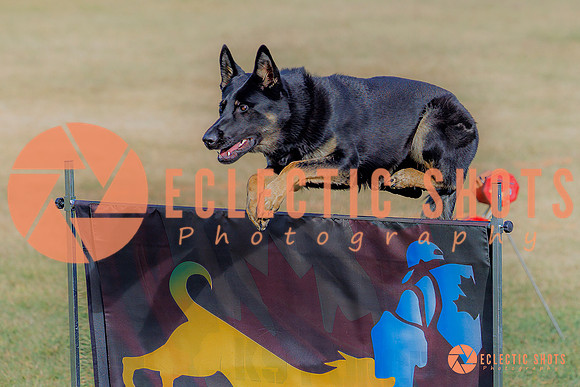 2025K9ForceCup-3480