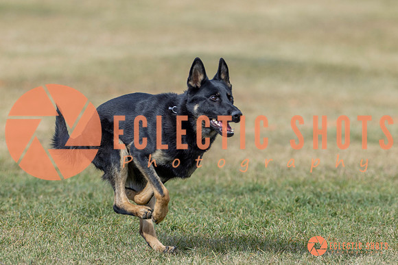 2025K9ForceCup-6594