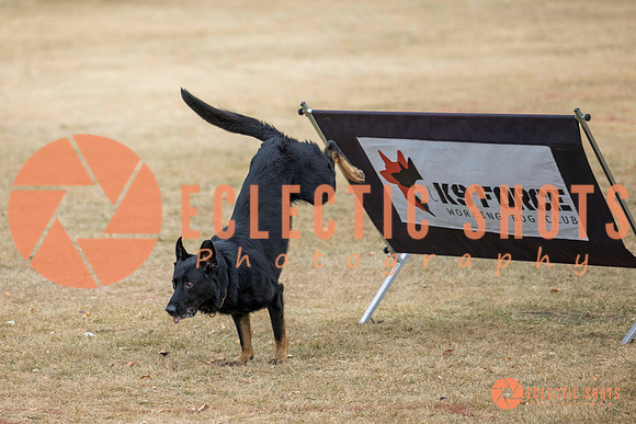 K9Force11.2025-8629