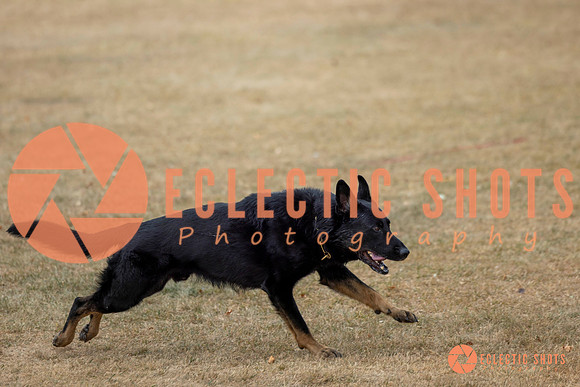K9Force11.2025-8658