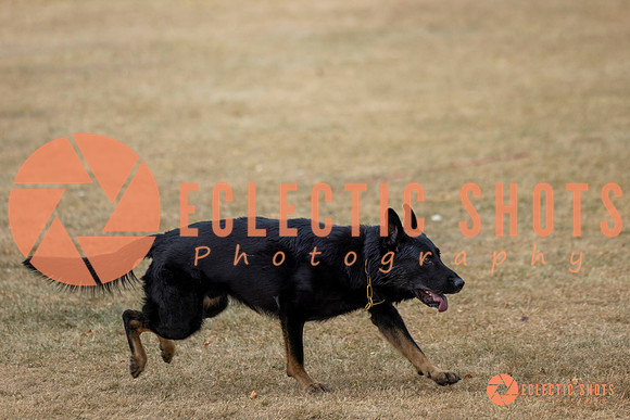 K9Force11.2025-8659