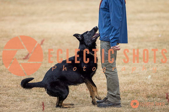 K9Force11.2025-8706