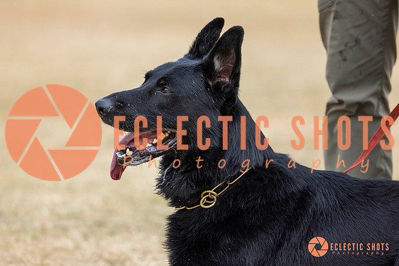 K9Force11.2025-8915