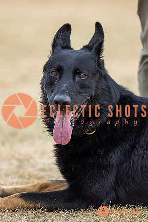 K9Force11.2025-8927