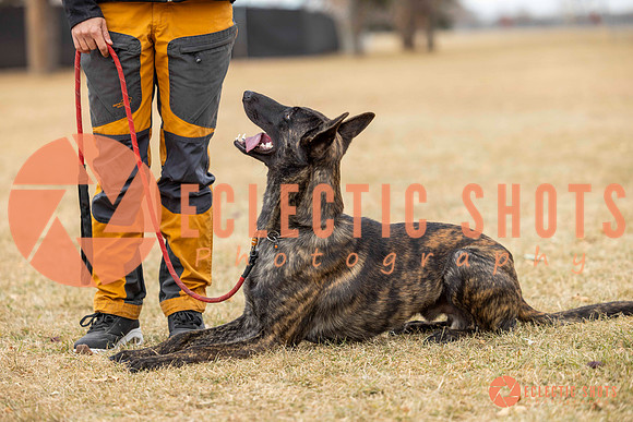 K9Force11.2025-8482