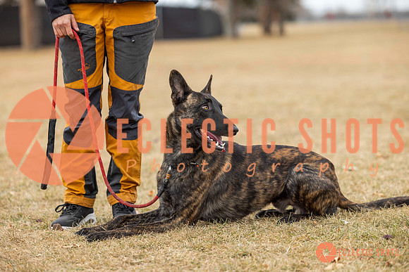 K9Force11.2025-8485