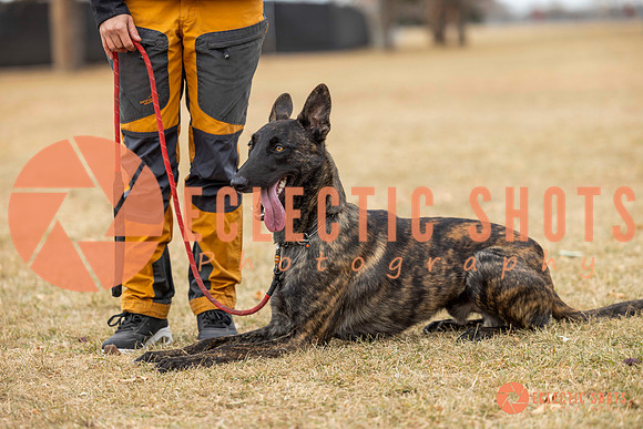 K9Force11.2025-8496